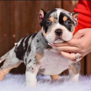 American pocket bully puppy for sale
