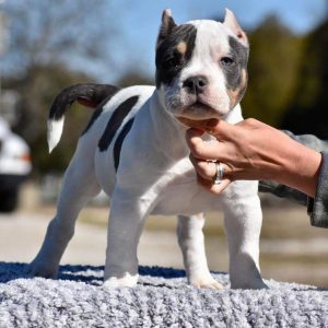 American Pocket Bully for Sale Near me