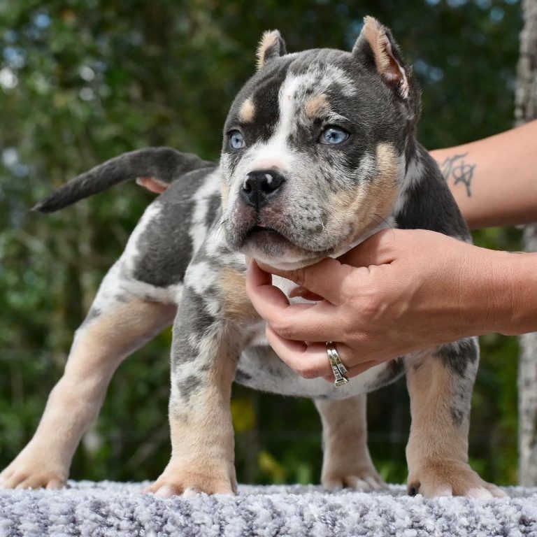 Micro American Bully for Sale | Name: Joran Age: 19 Weeks