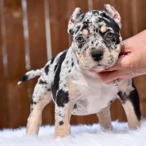 Bully Dog Puppy for Sale