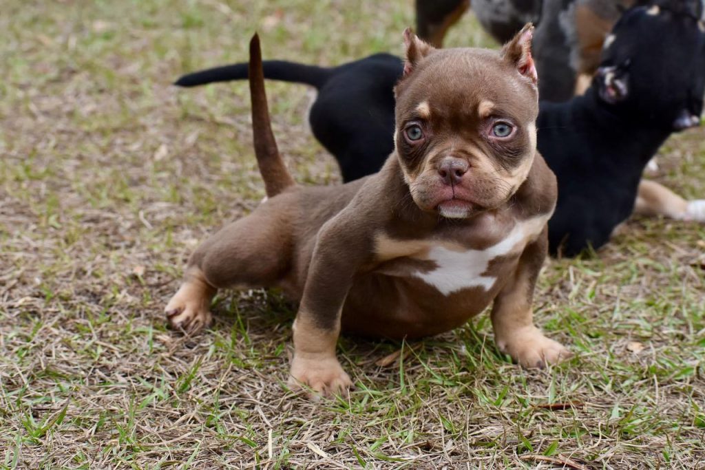 Bully Puppy for Sale at Reasonable Price Age 9 Weeks old