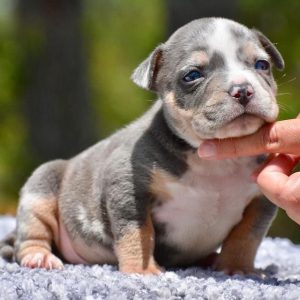 American Pocket Bully Puppies for Sale