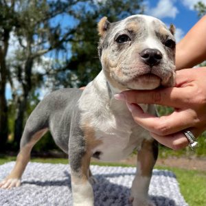 American Bully Puppies for Sale near me