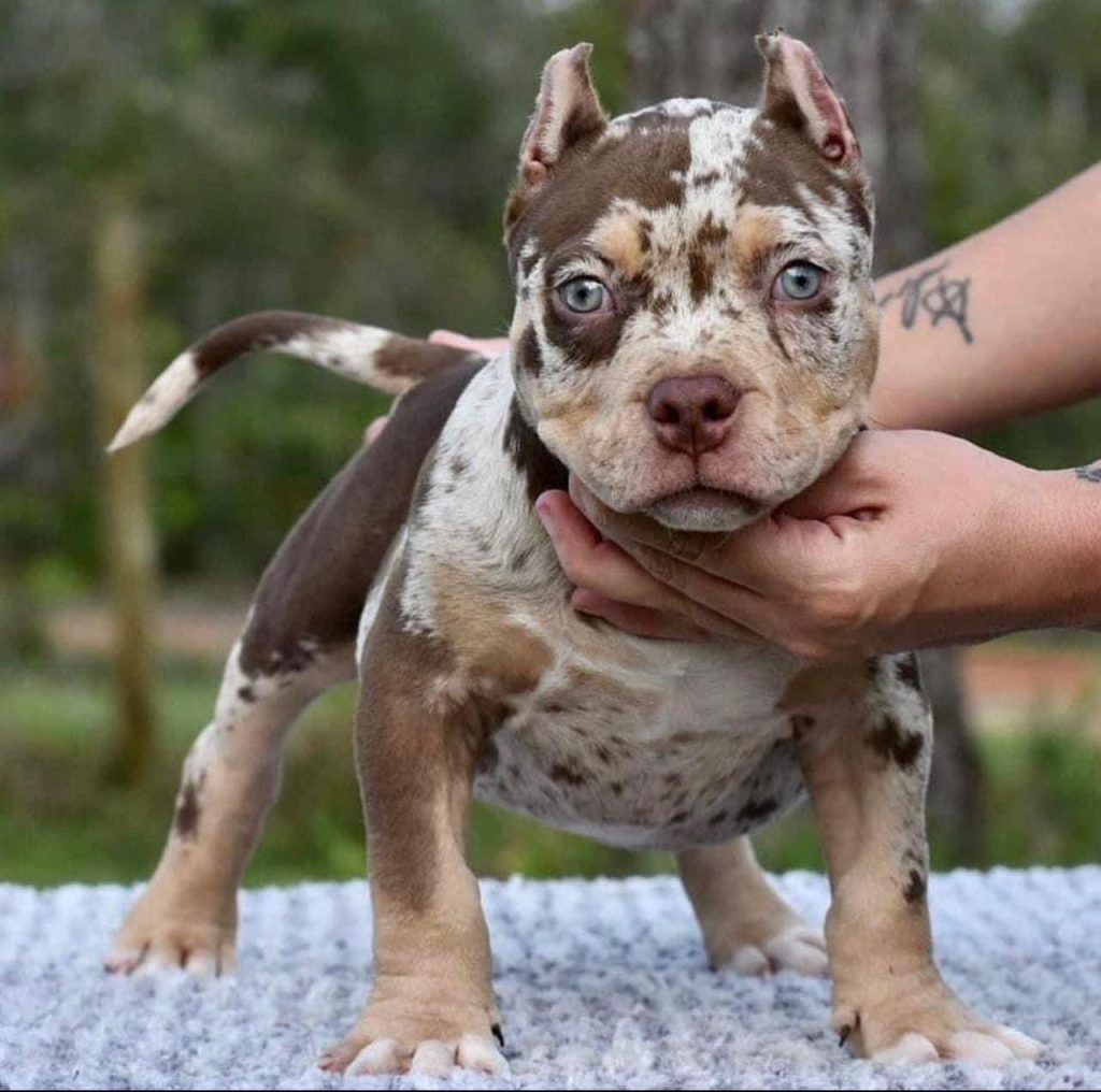 About Us American Bully Farm