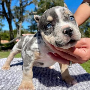 Micro Pocket Bully for Sale