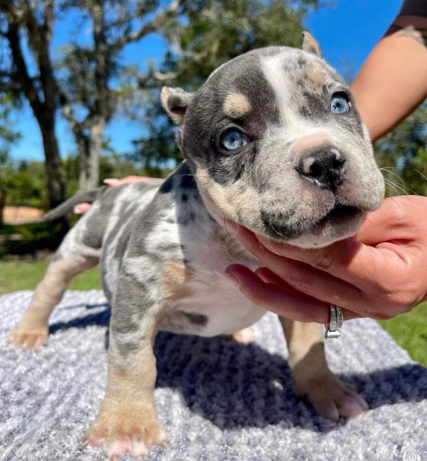 Micro Pocket Bully for Sale