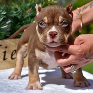 pocket bully puppy for sale