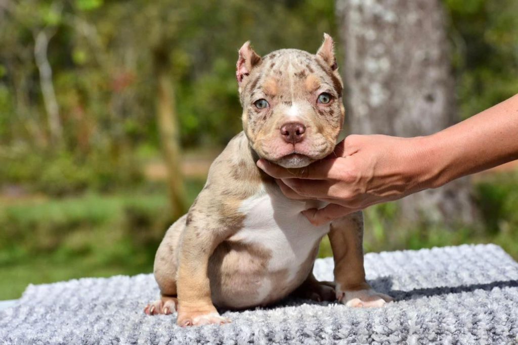 American Bullies for Sale Near Me - American Bully Farm