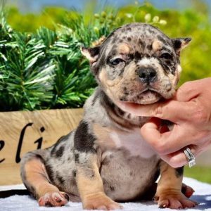 American bully puppy for sale | Merle american bully for sale