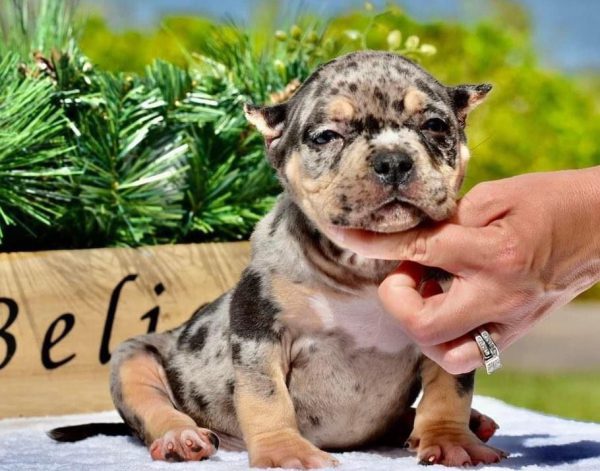 American bully puppy for sale | Merle american bully for sale