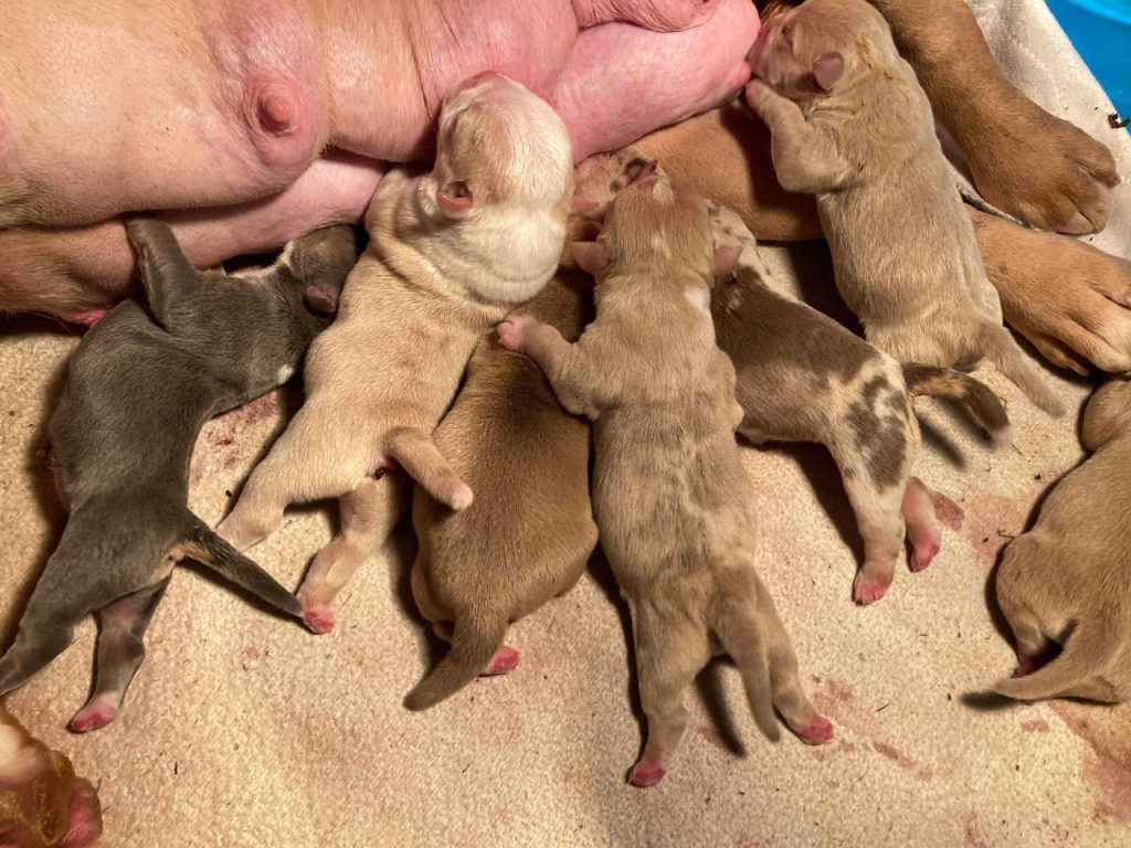 pocket bullies for sale near me