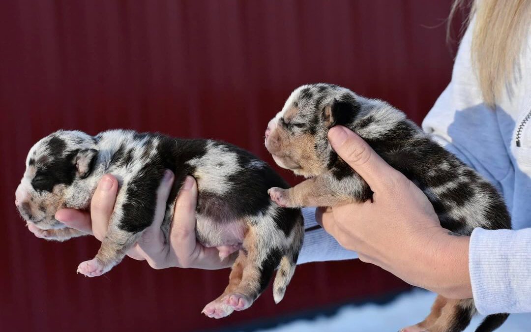 How to Take Care of an American Bully Puppy
