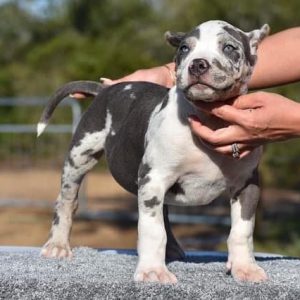 American XL Bully Puppy for Sale near me