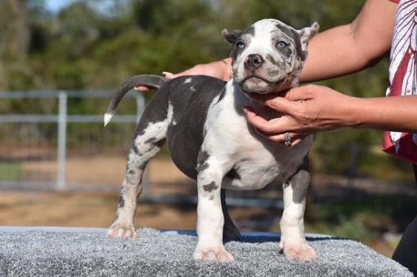 American XL Bully Puppy for Sale near me