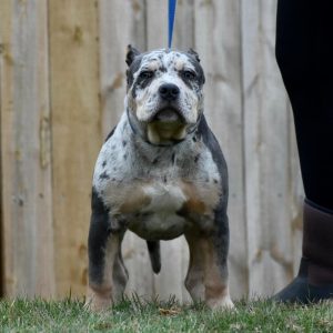 American XL Bully for Sale