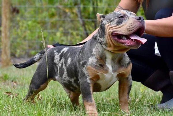 Bully Dog Puppy for Sale