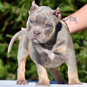 Micro Bully for Sale
