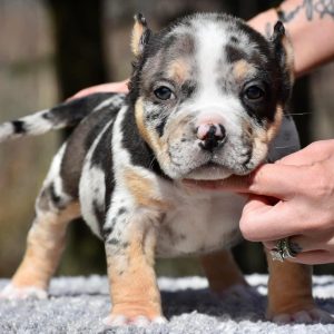 American Bully Pocket for Sale
