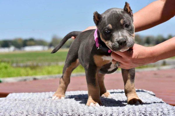 Female American bully puppy for sale