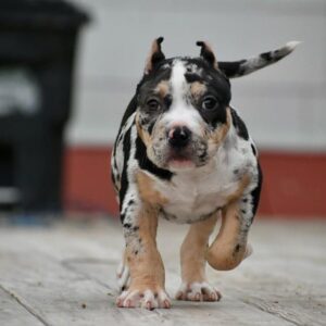 American Pocket Bully Dog for Sale