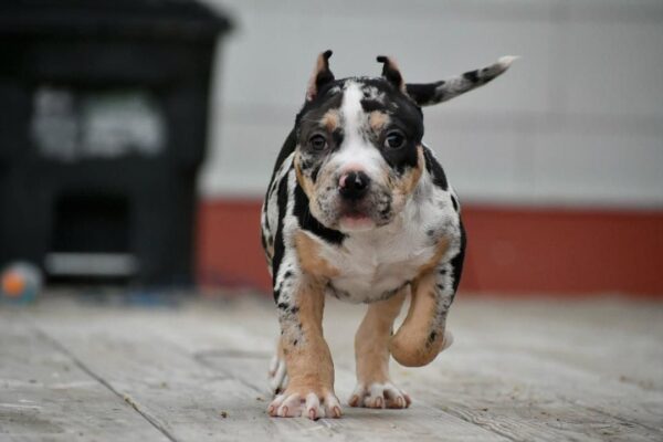 American Pocket Bully Dog for Sale