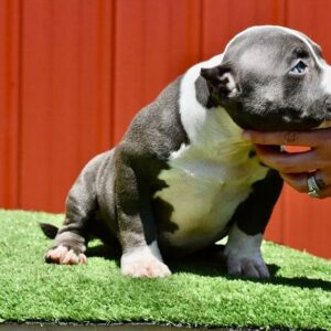 Pocket American Bully for Sale