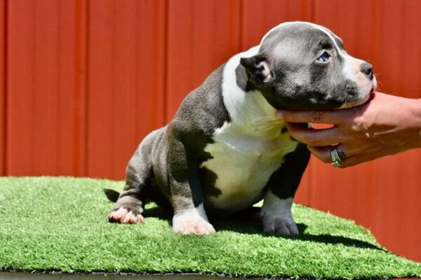 Pocket American Bully for Sale