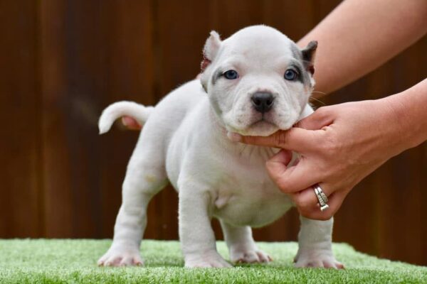 Pocket American Bully Puppy for sale