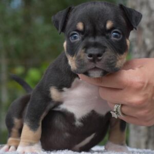 Rosie, top-quality Pocket Bully puppy standing outdoors in Grand Rapids, Michigan.