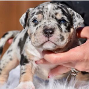 Jack bully dog puppy​
