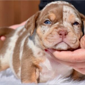 Loki American Bully Dog Pocket​