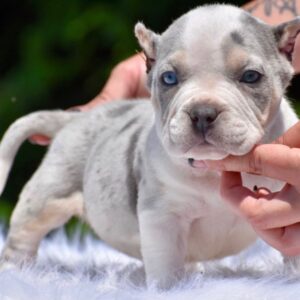 Loe – Pocket Bully for Sale |  Male Pocket Bully Puppy
