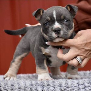 Vada American Pocket Bully
