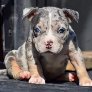 Adorable Female Pocket Bully
