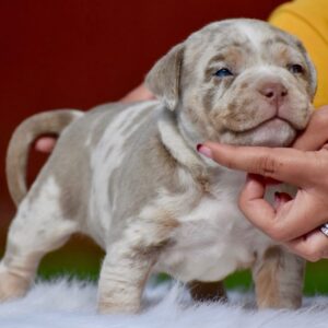Toby American Pocket bully For Sale