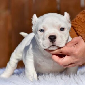 Apollo | White Pocket American Bully Puppy