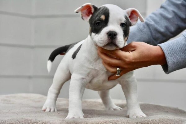 Female Pocket Bully for Sale