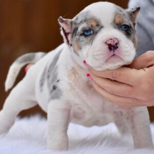 Rhino Pocket Puppy for Sale | Top Quality Pocket Puppy in Grand Rapids, MI