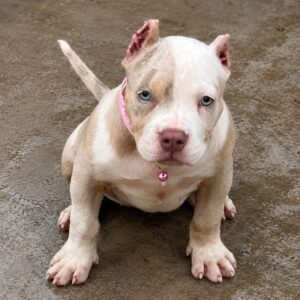 SKYE | American Bully Pocket