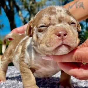 NANCY | AMERICAN POCKET BULLY AVAILABLE