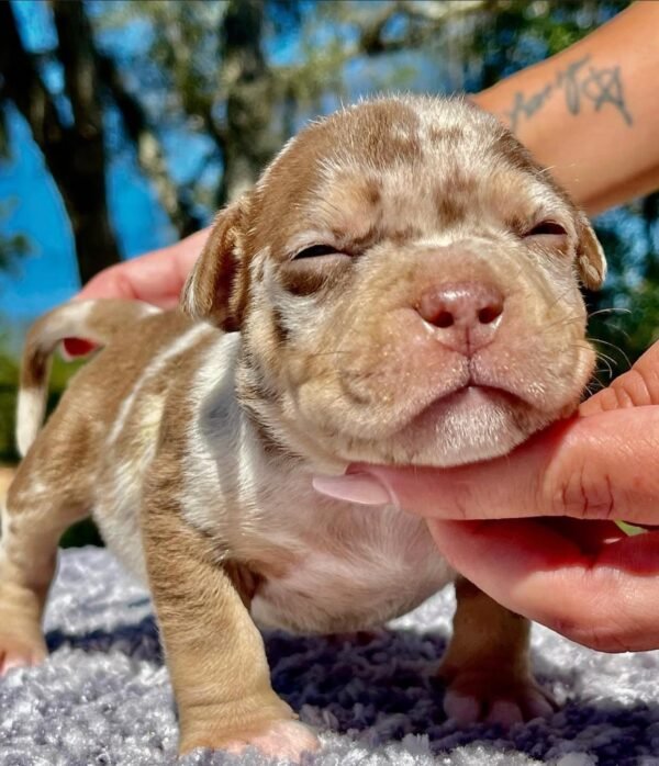 NANCY | AMERICAN POCKET BULLY AVAILABLE