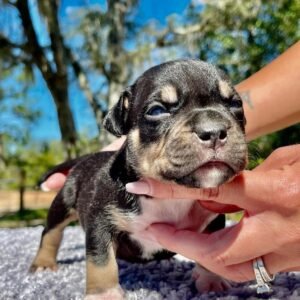 DENZO | AMERICAN POCKET BULLY