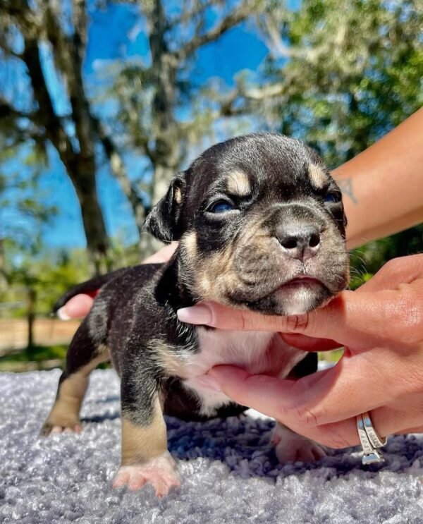 DENZO | AMERICAN POCKET BULLY