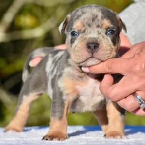 Max |American  Pocket Bully for Sale