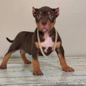 ROLO | CHOCOLATE TRY
