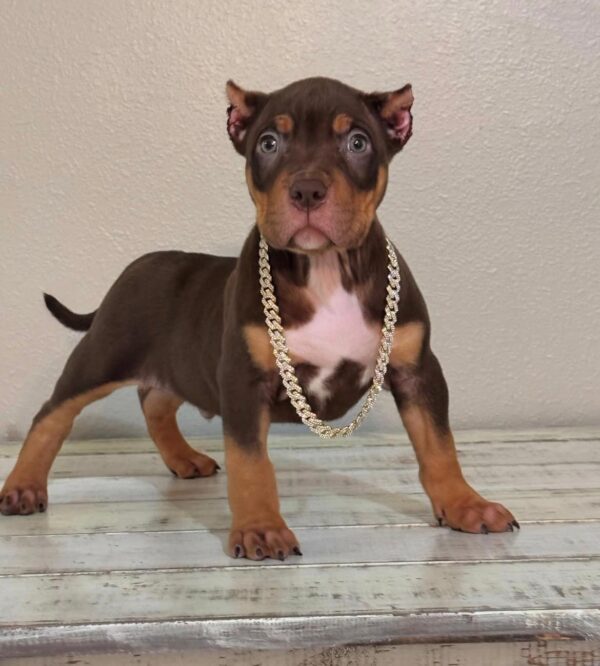 ROLO | CHOCOLATE TRY