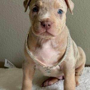 Nancy | xl puppy for sale