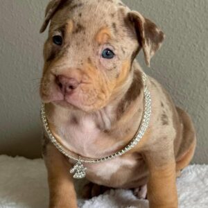 Stella | American bully