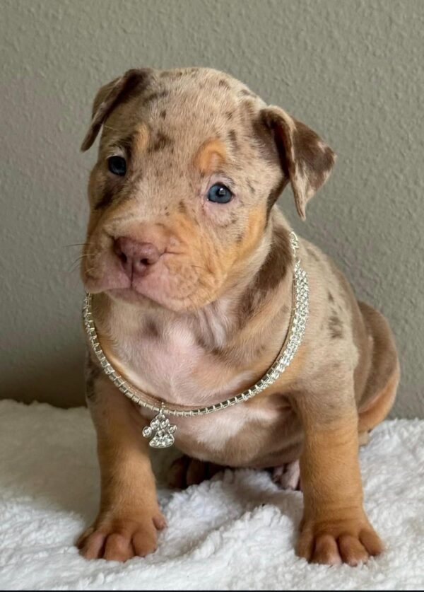 Stella | American bully