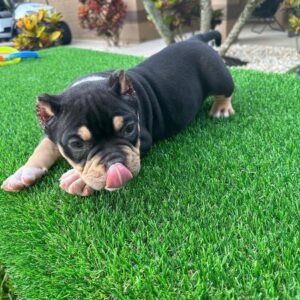 Roxy | pocket bully